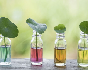 Tầm Quan Trọng Của Chiết Xuất Trong Ngành Dược & Thực Phẩm Chức Năng